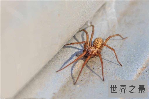 世界上最毒的10种蜘蛛，世界上最毒的蜘蛛叫什么？