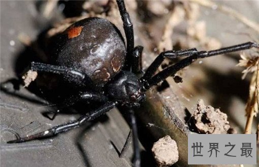 世界上最毒的10种蜘蛛，世界上最毒的蜘蛛叫什么？