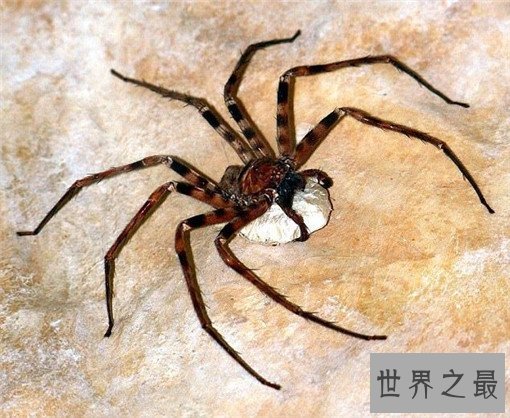 世界上最毒的10种蜘蛛，世界上最毒的蜘蛛叫什么？