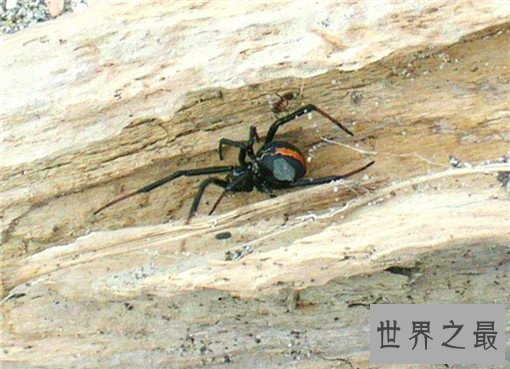 世界上最毒的10种蜘蛛，世界上最毒的蜘蛛叫什么？