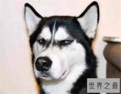 世界名犬排行榜，第一个名犬绝对是女性的最爱！