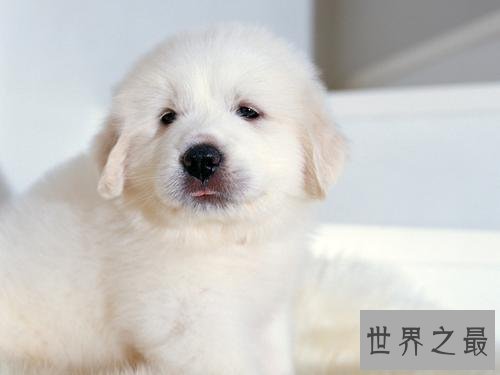 世界名犬排行榜，第一个名犬绝对是女性的最爱！