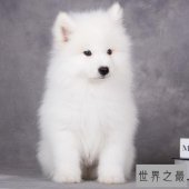 世界名犬排行榜，第一个名犬绝对是女性的最爱！