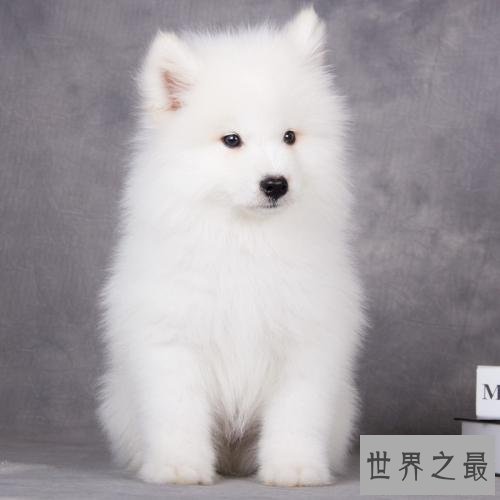 世界名犬排行榜，第一个名犬绝对是女性的最爱！