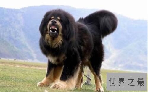 世界名犬排行榜，第一个名犬绝对是女性的最爱！