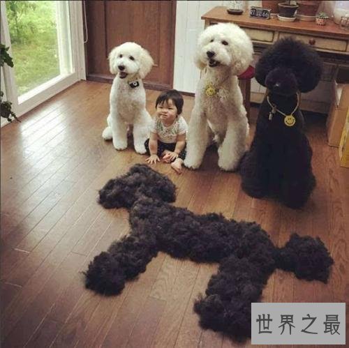 世界名犬排行榜，第一个名犬绝对是女性的最爱！