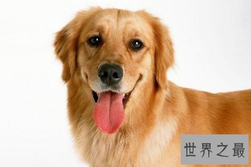 世界名犬排行榜，第一个名犬绝对是女性的最爱！