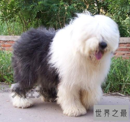 世界名犬排行榜，第一个名犬绝对是女性的最爱！