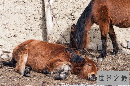马是怎么睡觉的？大多数情况下一天达到七个小时熟睡