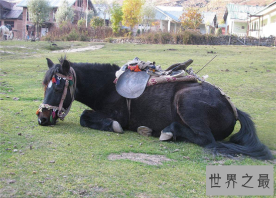 马是怎么睡觉的？大多数情况下一天达到七个小时熟睡