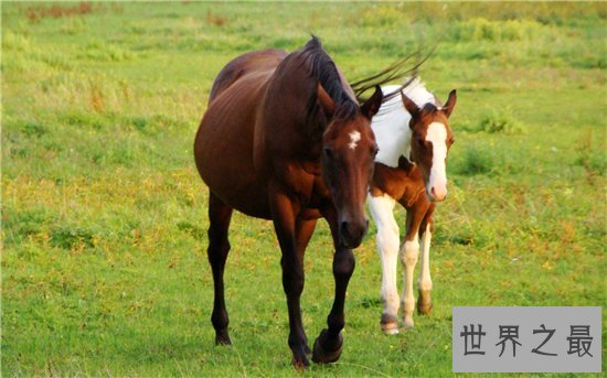 马是怎么睡觉的？大多数情况下一天达到七个小时熟睡
