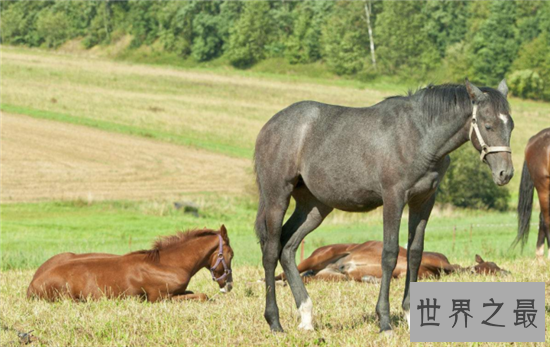 马是怎么睡觉的？大多数情况下一天达到七个小时熟睡