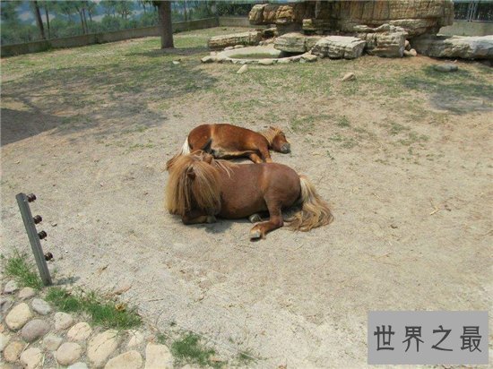 马是怎么睡觉的？大多数情况下一天达到七个小时熟睡