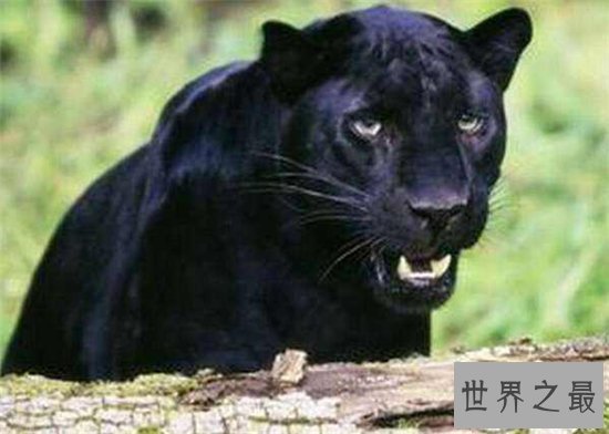 霸王猇对伴侣非常忠心，灭绝原因至今依然是谜