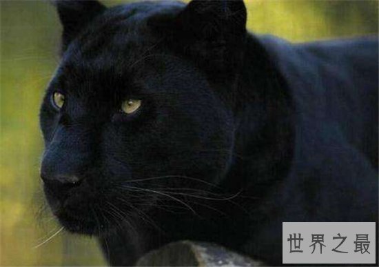 霸王猇对伴侣非常忠心，灭绝原因至今依然是谜