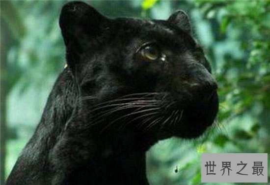 霸王猇对伴侣非常忠心，灭绝原因至今依然是谜