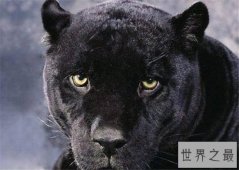 霸王猇对伴侣非常忠心，灭绝原因至今依然是谜