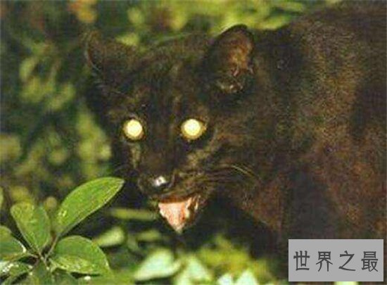 霸王猇对伴侣非常忠心，灭绝原因至今依然是谜