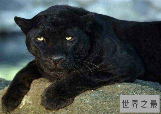 霸王猇对伴侣非常忠心，灭绝原因至今依然是谜