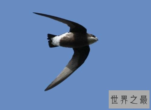 飞的最快的鸟十大排行，最快390KM/小时