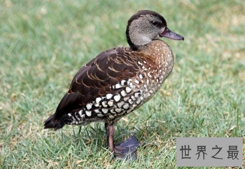 飞的最快的鸟十大排行，最快390KM/小时