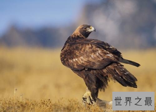 飞的最快的鸟十大排行，最快390KM/小时