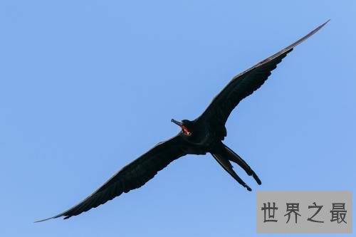 飞的最快的鸟十大排行，最快390KM/小时