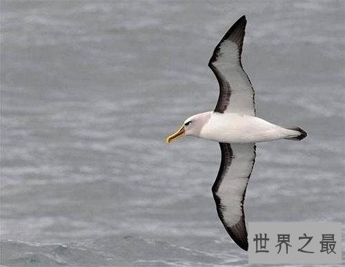 飞的最快的鸟十大排行，最快390KM/小时