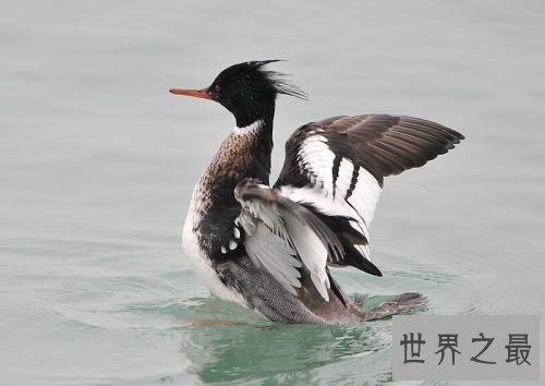飞的最快的鸟十大排行，最快390KM/小时