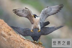 飞的最快的鸟十大排行，最快390KM/小时