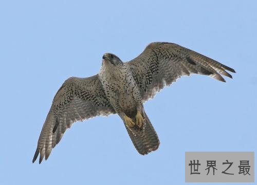 飞的最快的鸟十大排行，最快390KM/小时