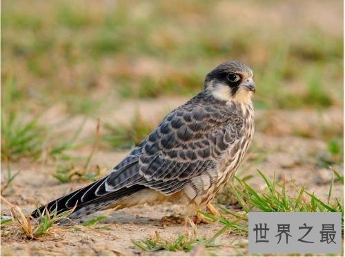 飞的最快的鸟十大排行，最快390KM/小时