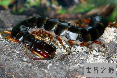 世界最大的蜈蚣排行，体型最大赶上十岁小孩！