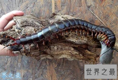 世界最大的蜈蚣排行，体型最大赶上十岁小孩！