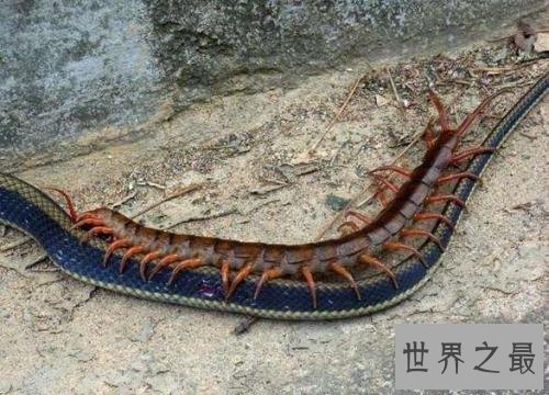 世界最大的蜈蚣排行，体型最大赶上十岁小孩！