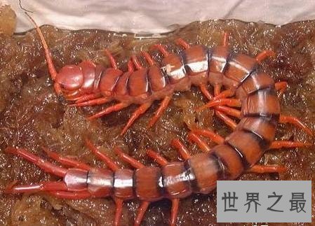 世界最大的蜈蚣排行，体型最大赶上十岁小孩！