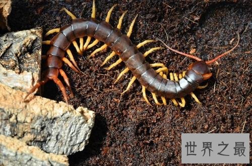 世界最大的蜈蚣排行，体型最大赶上十岁小孩！