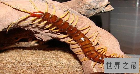 世界上最大的蜈蚣排行，中国红巨龙蜈蚣只排第二