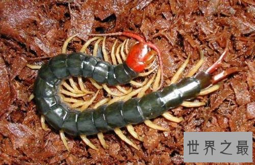 世界上最大的蜈蚣排行，中国红巨龙蜈蚣只排第二