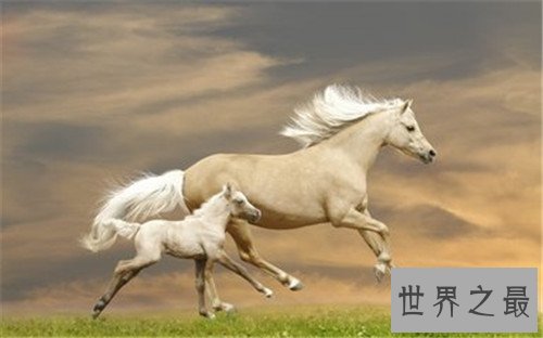 马的种类十大排名，汗血宝马竟然不是第一名