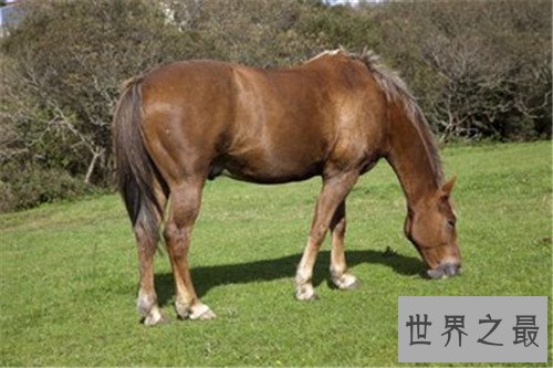 马的种类十大排名，汗血宝马竟然不是第一名