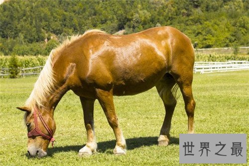 马的种类十大排名，汗血宝马竟然不是第一名