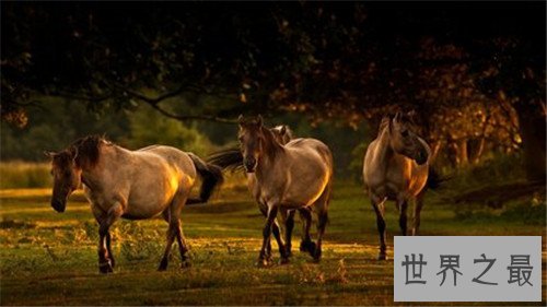 马的种类十大排名，汗血宝马竟然不是第一名