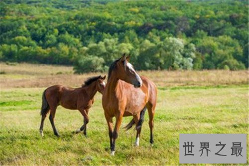 马的种类十大排名，汗血宝马竟然不是第一名