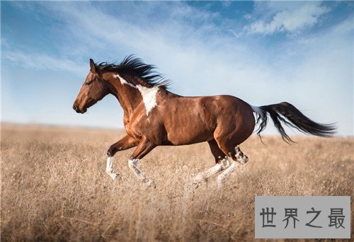 马的种类十大排名，汗血宝马竟然不是第一名