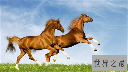 马的种类十大排名，汗血宝马竟然不是第一名