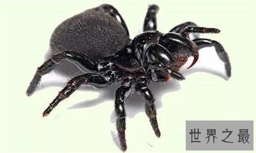 世界十大剧毒蜘蛛，巴西漫游蜘蛛竟可治疗男性阳痿