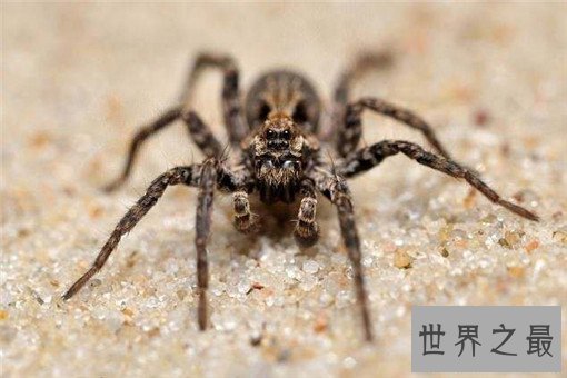 世界十大剧毒蜘蛛，巴西漫游蜘蛛竟可治疗男性阳痿