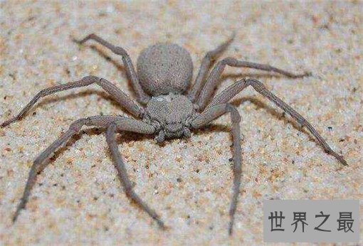 世界十大剧毒蜘蛛，巴西漫游蜘蛛竟可治疗男性阳痿