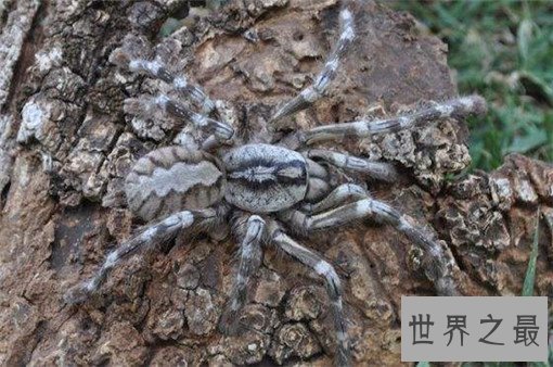 世界十大剧毒蜘蛛，巴西漫游蜘蛛竟可治疗男性阳痿